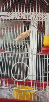 Yosh mazayka erkagi sotiladi 1