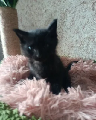 Продается Котята 1