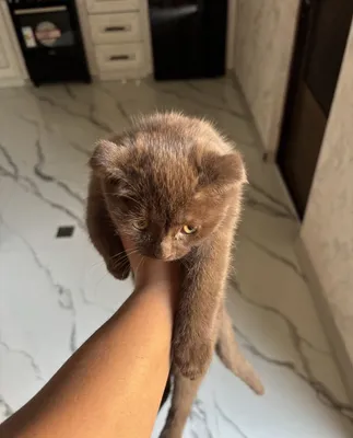 Продаётся котёнок, 2 месяца 1