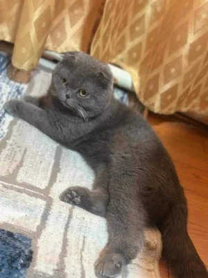 Скотиш фолд тоза зотдор еркак мушукча 1