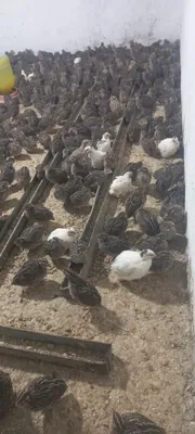 Bedana katta kichik 1