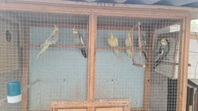 Karella papugayi sotiladi 6ta 1