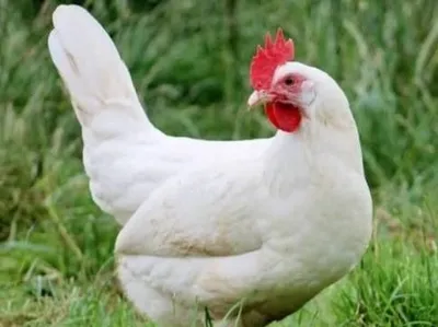 Продаются куры