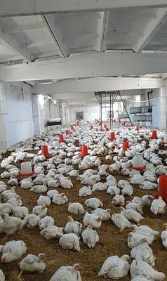 Бройлеры в продаже