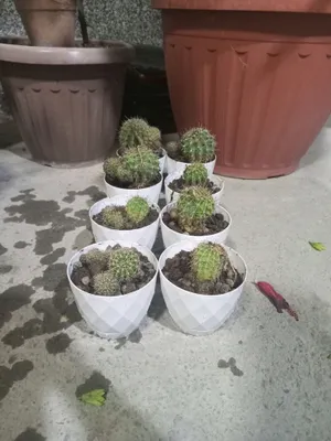 Кактус Echinopsis 1