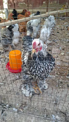 Продаётся петух породы брама