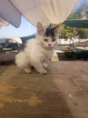 Отдаётся котёнок 1