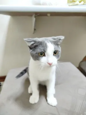 Пятимесячный котёнок скоттиш-фолд 1
