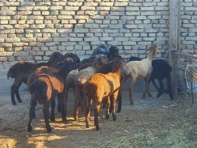 Sotiladi moda erkak aralash qazoqi duragay 1