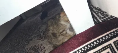 Продаётся породистая кошка 1
