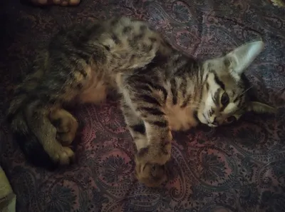 Кошка 1
