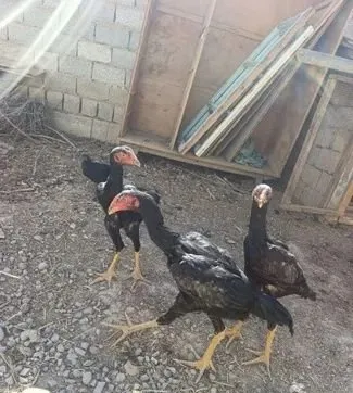 Dakan joja 4 4 yarim oylik... Otasi chotki kulangi