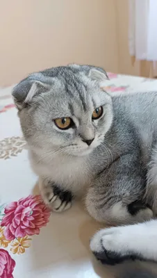 Mushuk sotiladi. Zoti scottish fold, shinshilla. 1