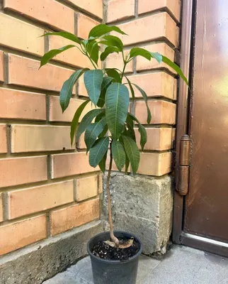 Манго (саженец)/ Mango kòchati 1