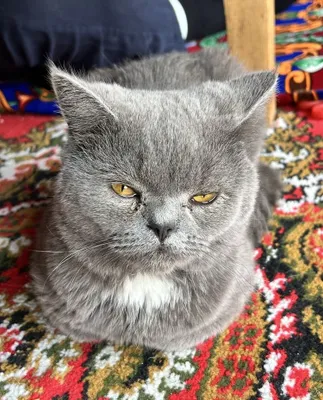 Продаётся кошка, состояние здоровья хорошее 1