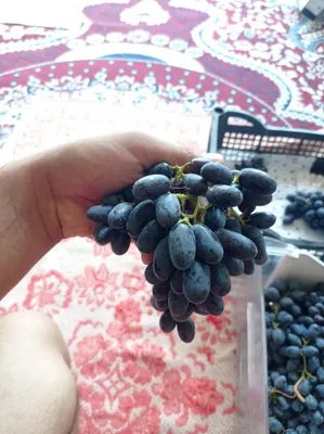Продаются черенки винограда «Гигант» 1