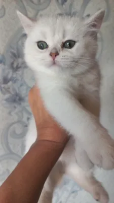 Асл зотли мушукча сотилади 1