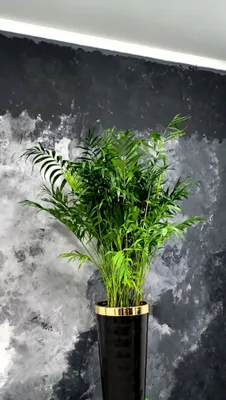 Xamedoreya palmasi