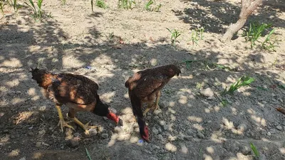 Dakan tovuq 1 tullak 1