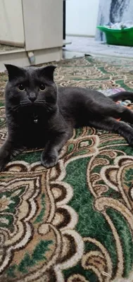 Продаётся шотландский вислоухий кот, 9 месяцев
