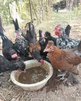 Брама, чёрная Шагзода, японские цыплята 1