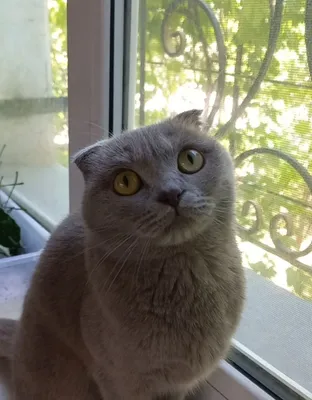Sof zotli Scottish Fold urg‘ochi mushuk 1