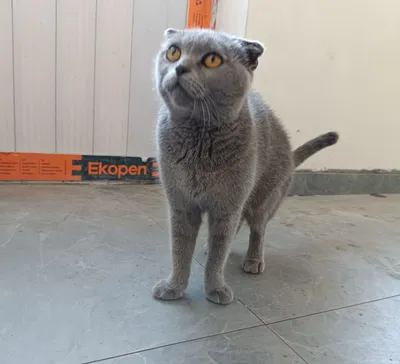 Scottish Fold Unda 1