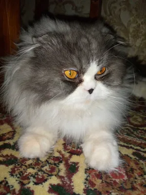 Продам кота породы скоттиш фолд 1