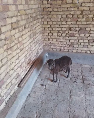 Продаётся мода барра 1