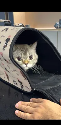 Британский Шиншила 1