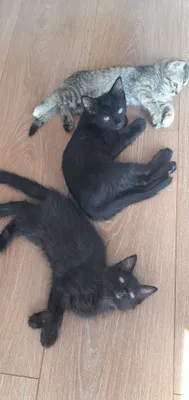 Отдам умных котят! 1