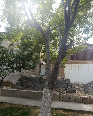 Дерево орех молодой