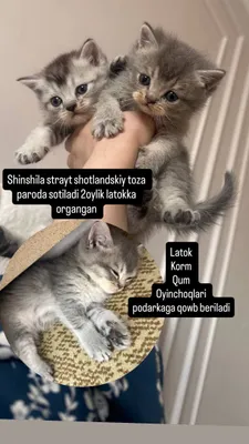 Qonli mushuklar Qonli mushuklar