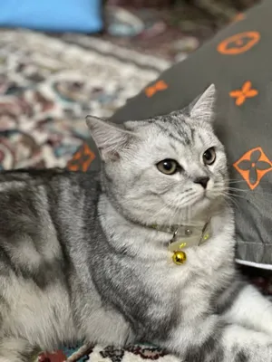 mushuk sotiladi zotdor erkak Jinsi 6oylik 1