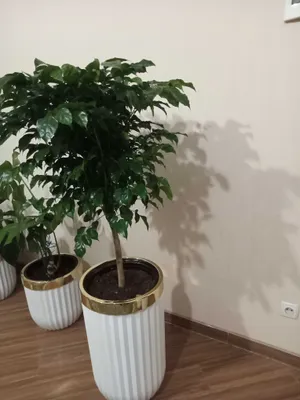 Цветы для дома и оффиса в идиальном состоянии с гаршком 1