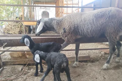 Urg‘ochi qo‘y 2 bolasi bilan 2 bolasi erkak 1
