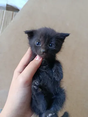 Scottish Fold mushukchasini sotaman 1