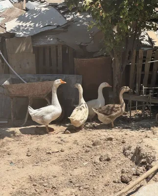 G’oz sotiladi 4ta lasiyam 3ta Tovuq 1ta ho’roz 1
