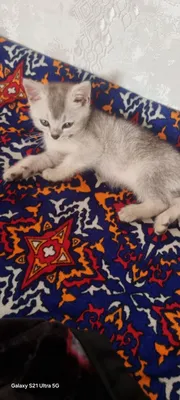 Продаётся котёнок, 2 месяца 1