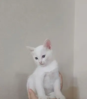 Mushukchani yaxshi qo‘llarga beraman. Mas’uliyatli egasini izlayapman 1