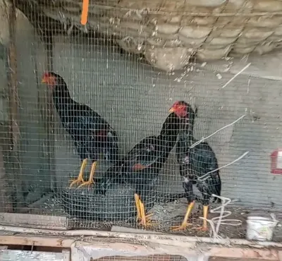 Сотилади хурозлар 1