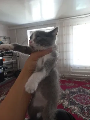 Продаются кошки породы скоттиш-фолд 1
