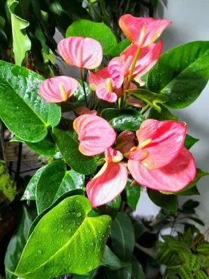 Andre Pink anturiumi 1