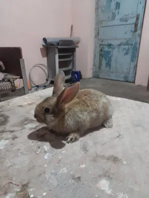 Velikan erkak sotiladi 1