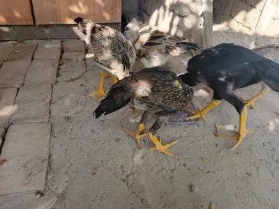 Zotli Dakan jo'jalar 1