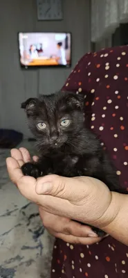 Котёнок отдаётся бесплатно