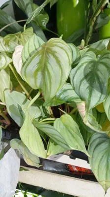 Filodendron mamey, filodendron ko‘chatlari