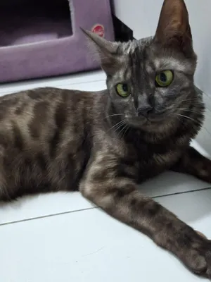 Sof zotli bengal mushugi 1
