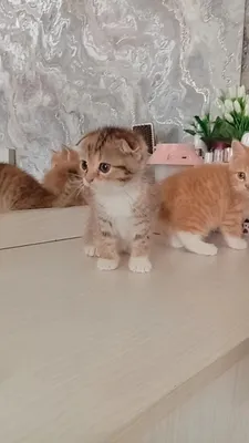 Кошка продается два месяца 1