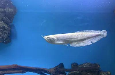 Xishnik baliqlar kotta razmerda 1